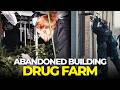 Police uncover HUGE cannabis farm in ABANDONED BUILDING