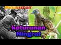 ASAL USUL BURUNG PERKUTUT & SEJARAHNYA