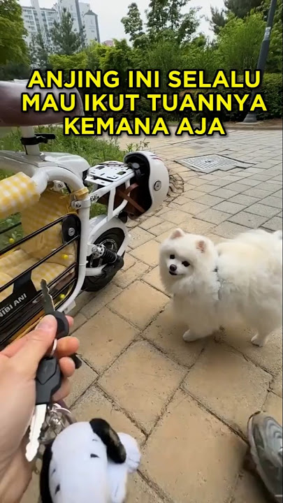 The Cutest Racing Dog ๐ ๐ถ #shorts #cutedog #dog