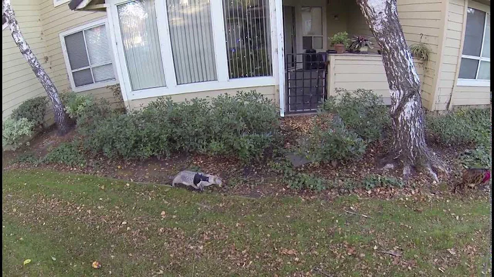 Watch the video about Bengal & Savannah cat on a leash