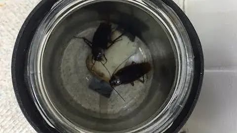 Como fazer uma armadilha para pegar baratas?