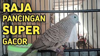 Perkutut Lokal Gacor Suara Super Kristal - Pancingan Malas Bunyi  (99%AMPUH BANGET)