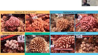 Hidden responses of cryptic coral species to marine heatwaves and environmental gradients