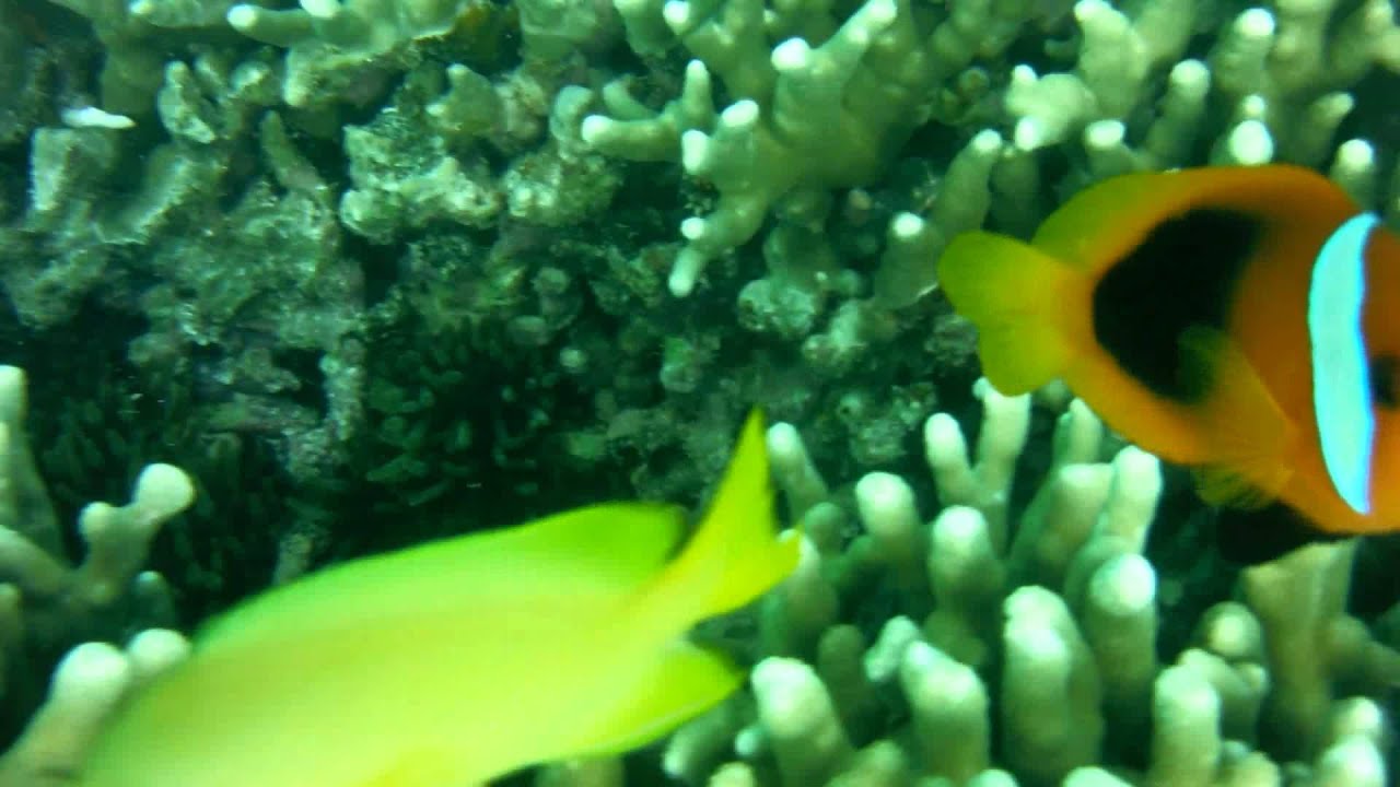 Glass bottom boat snorkel safari villa Vanuatu YouTube