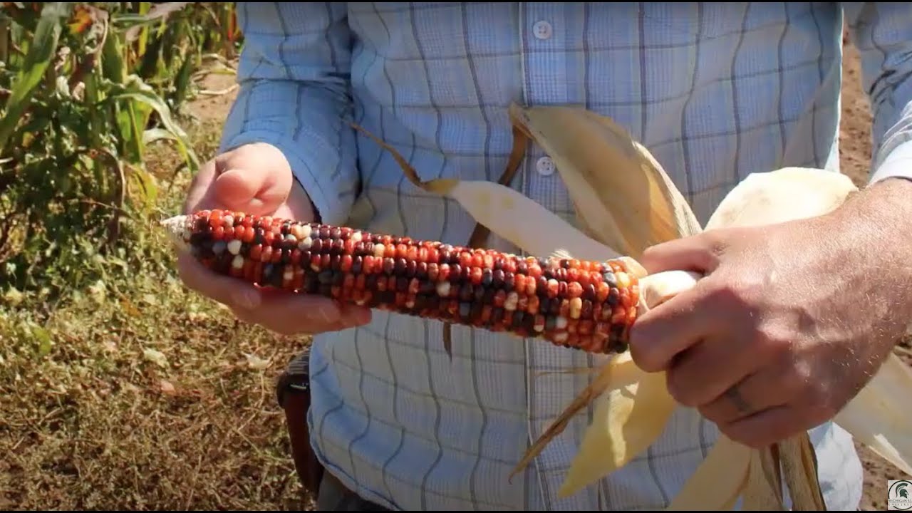 Forage Grass Maturity and Flint Corn Studies