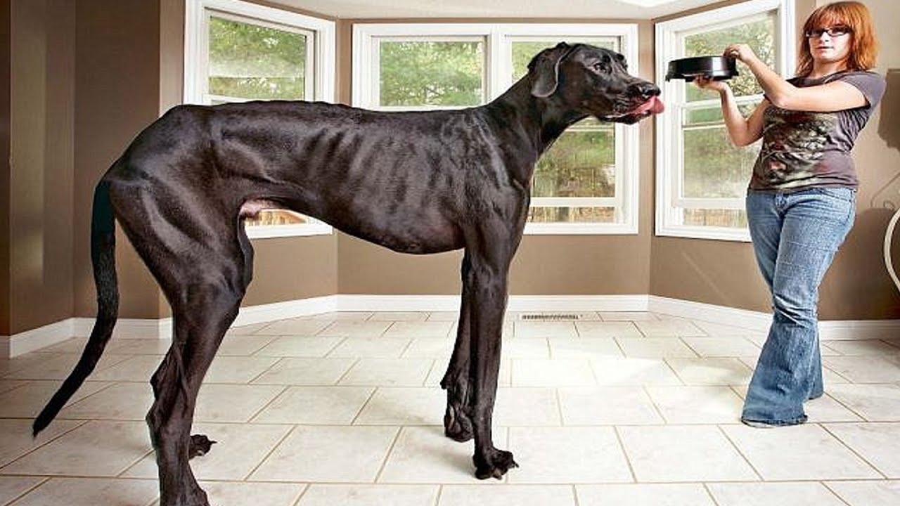 The World's Tallest dog Guinness World Records YouTube