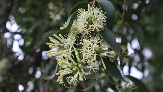 Tripodanthus acutifolius - flora argentina - Corpo - Yerba del Pajarito - Liga - Llave th'ica