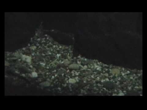 ვიდეო: Astyanax Mexicanus - მექსიკური ბრმა გამოქვაბული - ბრმა მღვიმე თეთრა