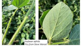 Field Crops Virtual Breakfast: Insect Issues for End of July 2023