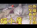 【増設】安いボックスを極暖の小屋に出来る？？結論…出来ます！外猫ファミリーが証明しますw