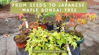 From Seeds to Japanese Maple Bonsai tree - STEP BY STEP in 6 mins!