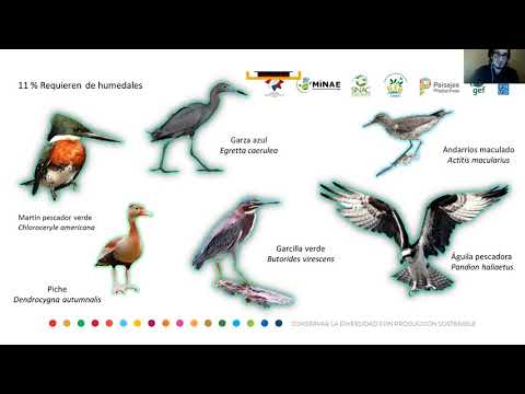 Vídeo: Coriorretinopatía Por Disparo De Aves: Conocimiento Actual Y Nuevos Conceptos En Fisiopatología, Diagnóstico, Monitoreo Y Tratamiento