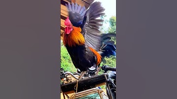 Tiếng gà rừng Mồi gáy chuẩn 2026 #chicken #garung #chuongga #qaibdib