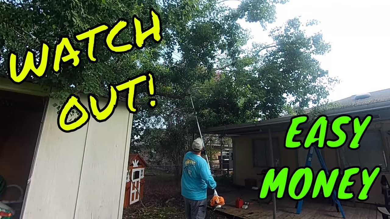 tree trimming and pruning Tree trimming stihl km94r pole pruner does GREAT