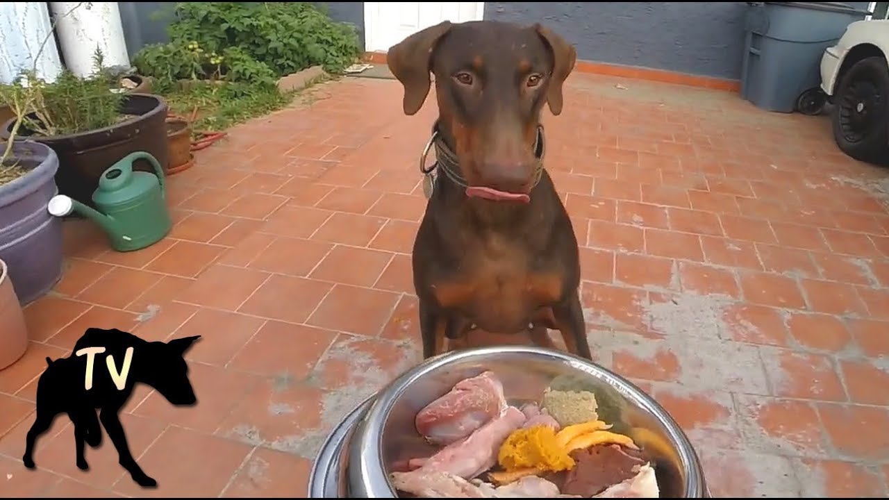 doberman raw food diet