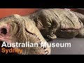 Australian museum  sydney