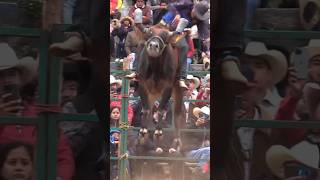 MINI POLLITO DE ACAPULCO VS TERRIBLE DE RANCHO EL GUAMUCHIL #toros #torospopulares #mexico #tiktok