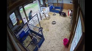 Baby Goat  Live Stream