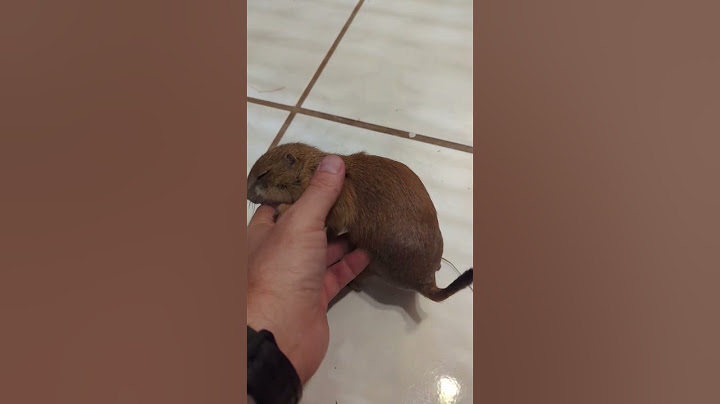 #prairiedog #shorts #prairiedogs #animalsdoingthings #wildlife #viralvideo #cuteanimals #foryou
