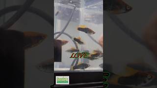 BLUEGRASS BASH PART 4!
BLUEGRASS BASH PART 4! Bluegrass Fish Keepers Association a combined convention of American Cichlid Association, American Livebearer Association, and International Betta Congress.. Are you keeping any of these fish? Have you been to an event like this? Follow along for more to come! TANK ON!
Follow us! @DustinsFishTanks
https://linktr.ee/dustinsfishtanks
#FISH #cichlid #livebearer BLUEGRASS BASH PART 4!
