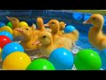 Anak Bebek Lucu Berenang di Kolam Bersama | Swim Ducks #Part 4