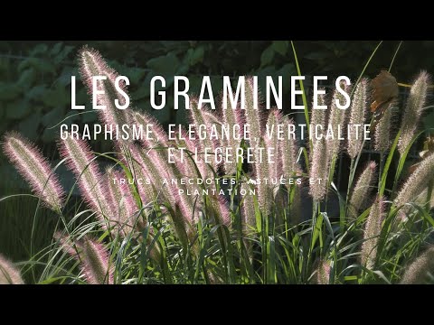 Vidéo: Graminées Et Céréales Ornementales
