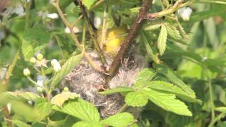 Yellow Warbler Creating Nest 2 [HD]