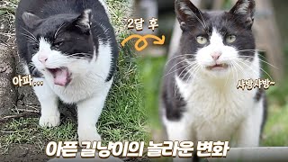 입이 아파서 괴로웠던 길냥이가 2달 만에 달라졌어요 | 무릎냥이 아몽이 | 쫀니와 쪼꼬미들 | 베베집사 제주살이 !