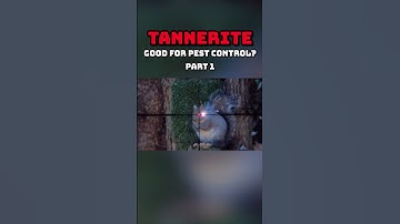 Pellets that go BOOM - worth it?