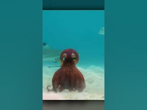 Осьминог Стал Другом 🐙 - YouTube