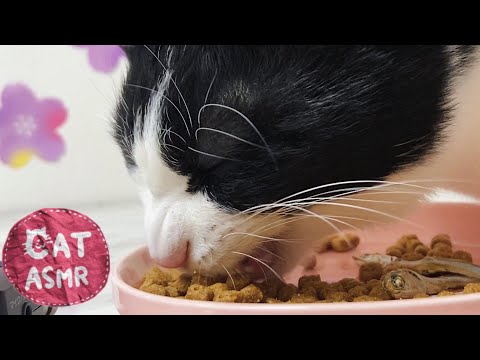 ?ASMR｜超どアップでカリカリを食べる猫【咀嚼音】