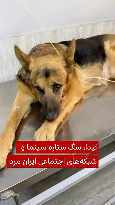 تیدا، سگ ستاره سینما و شبکه‌های اجتماعی ایران مرد