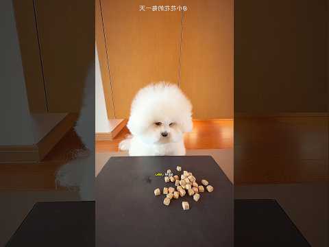 هذا الكلب ظن نفسه ذكيا 😮 #shorts