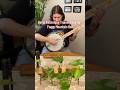 Banjo Technique Training Day 55