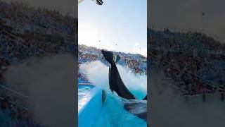 “Epic Orca Show Highlights”#OrcaShowMoments #IncredibleAnimals #ReelsDaily