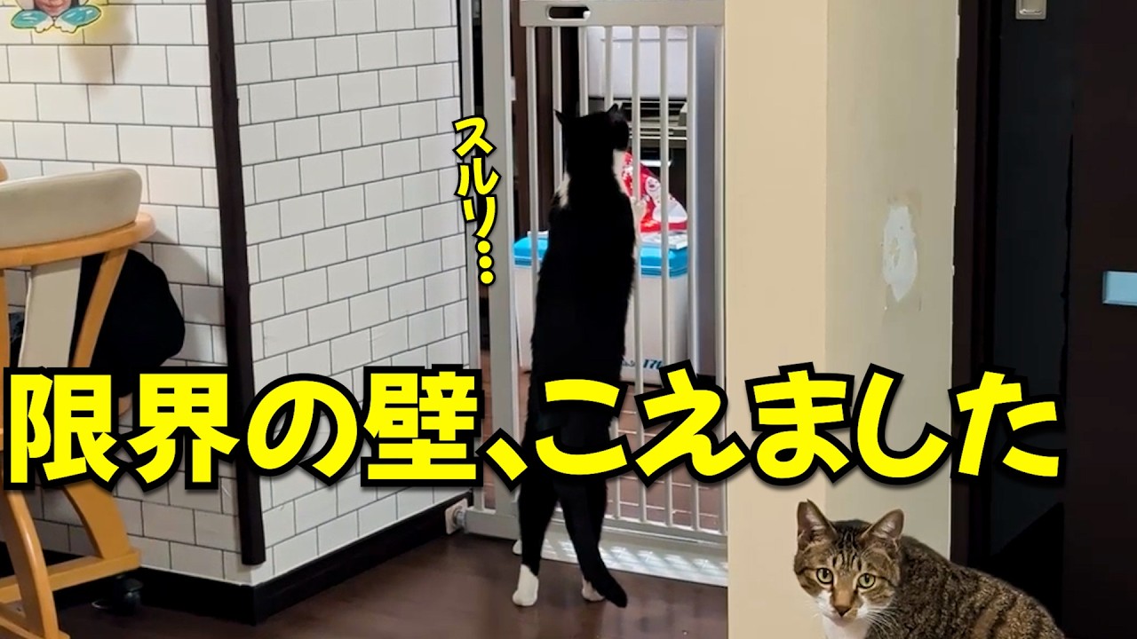 We took measures to prevent the rescued cats from exceeding their