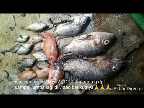 mancing-nila-di-waduk-bade-||-spot-ke-tiga-pas-di-sarang-ikan-nila