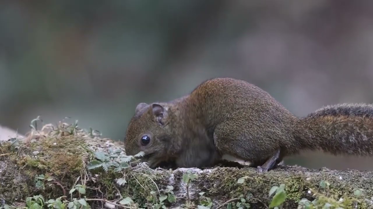 orange bellied squirrel