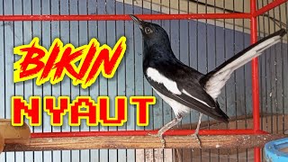 TERAPI DASAR KACER NGEPLONG MEMANGGIL LAWAN LANGSUNG NYAUT & GACOR