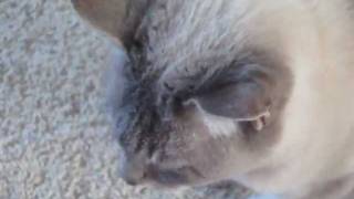 Catnip Shenanigans