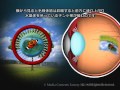 目のピント調節のメカニズムと近視・遠視