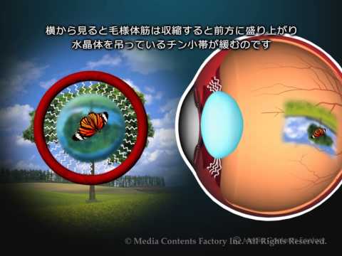 目のピント調節のメカニズムと近視・遠視