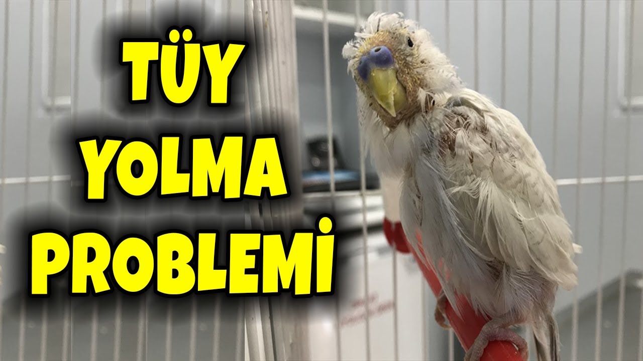 KAFES KUŞLARINDA TÜY YOLMA PROBLEMİ #muhabbetkuşu #papağan