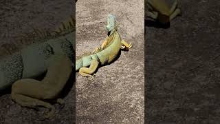 Iguana #rectil #fauna #silvestre #video #shorts