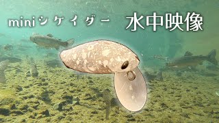 MASUKEN水族館#4 ミニシケイダー