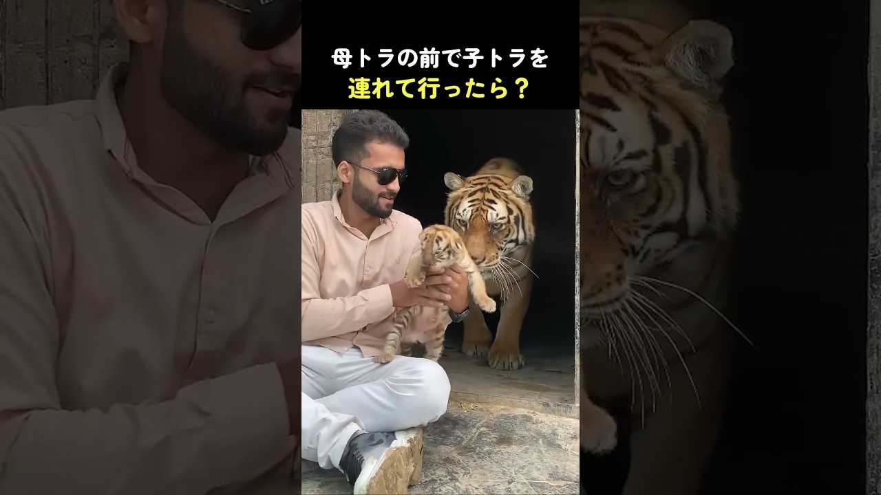 母トラの前で子トラを連れて行ったら？