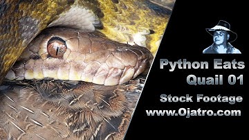 Python Eats Quail 01 Stock Footage