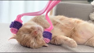 【Healing cat】Apollo, a short-legged munchkin cat in paradise with a facial massage