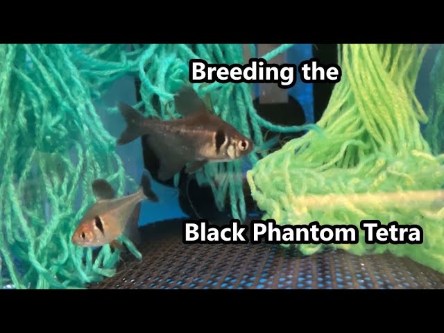 Red Phantom Tetra Care Guide & Species Profile