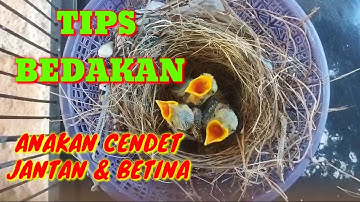CARA BEDAKAN ANAKAN CENDET JANTAN & BETINA,TIPS JITU BEDAKAN KELAMIN CENDET ANAKAN
